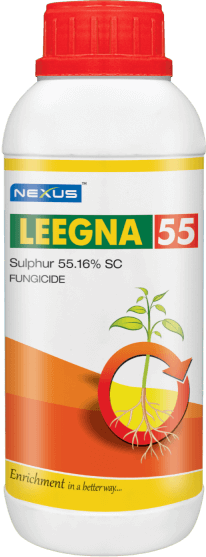 Leegna 55