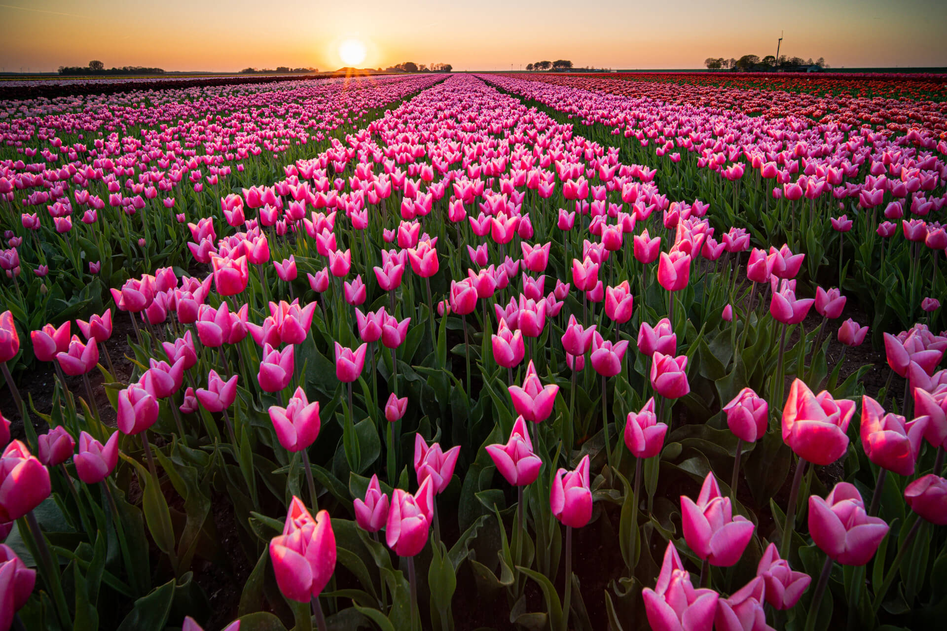beautiful-scenery-tulips-field-sunset-sky