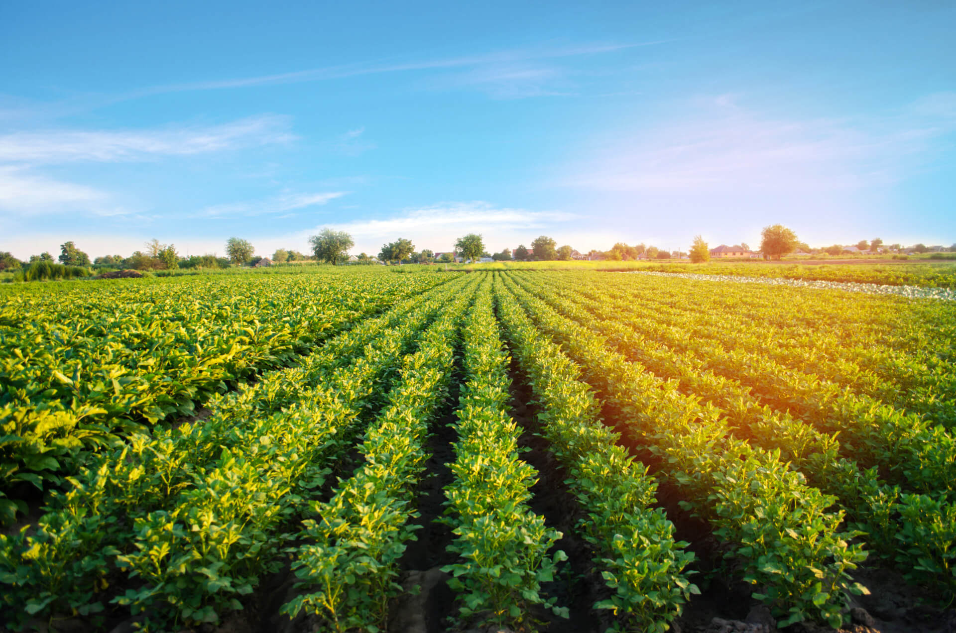 potato-plantations-grow-field-vegetable-rows-farming-agriculture-landscape