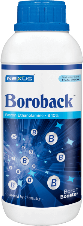 Boroback